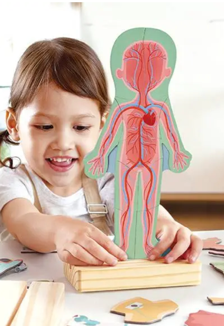 Hape Magnetic Human Body Puzzle