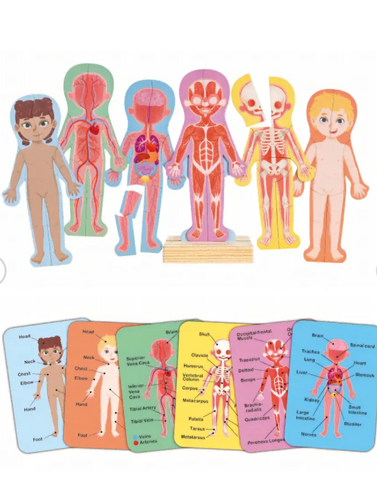 Hape Magnetic Human Body Puzzle