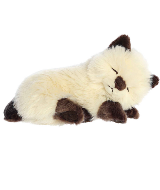 Miyoni Sleepy Himalayan Kitten