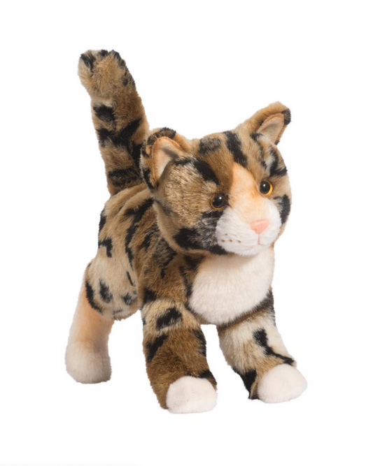 Tashette Bengal Cat